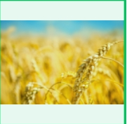 全球粮仓告急！中东战火掐断化肥动脉，中国启动全链条稳价机制